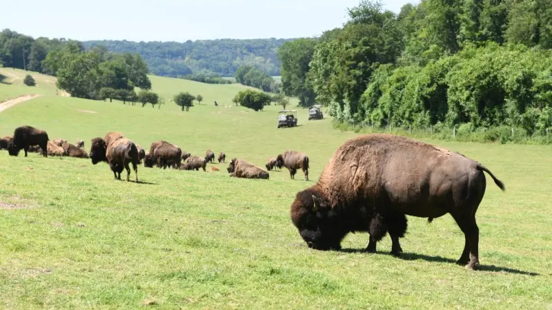 Les bisons dans leur patûre