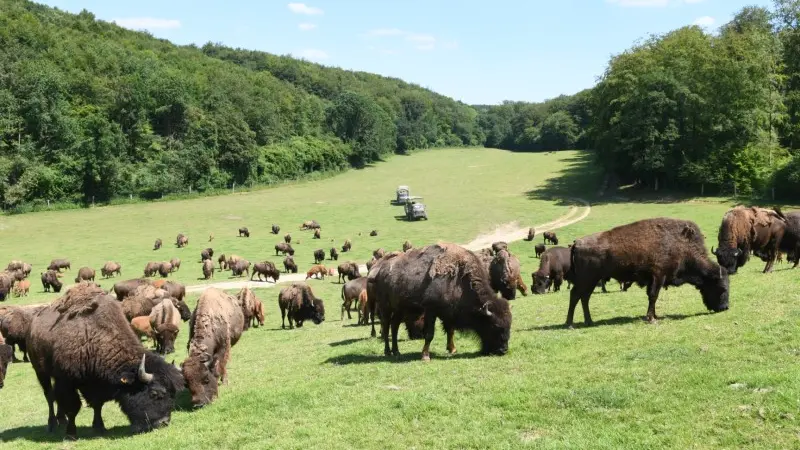 Visite en camion tout terrain à travers la patûre des bisons