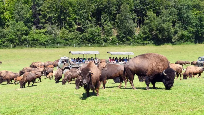 Découverte au plus près des bisons