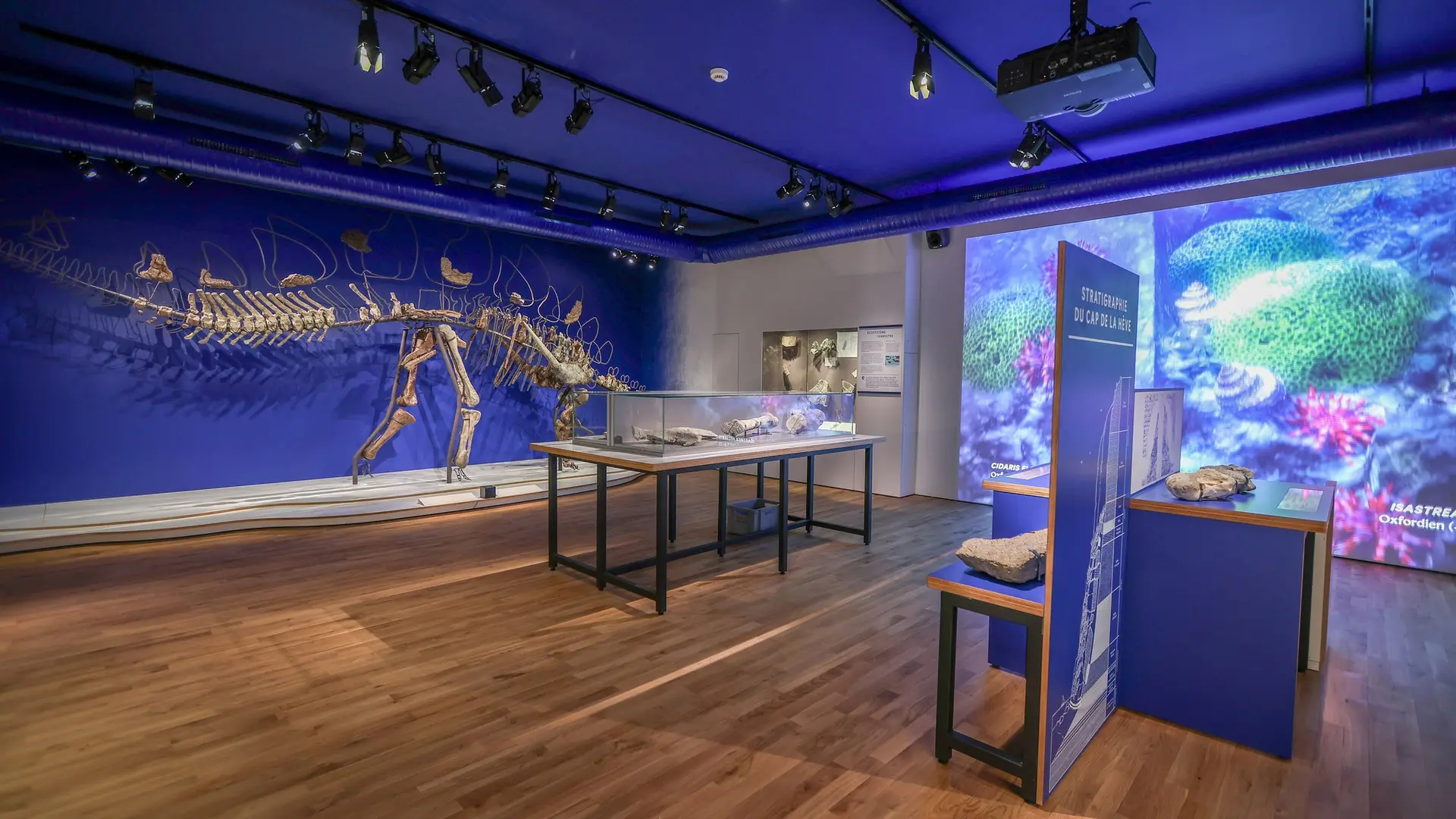 Muséum d'histoire naturelle du Havre