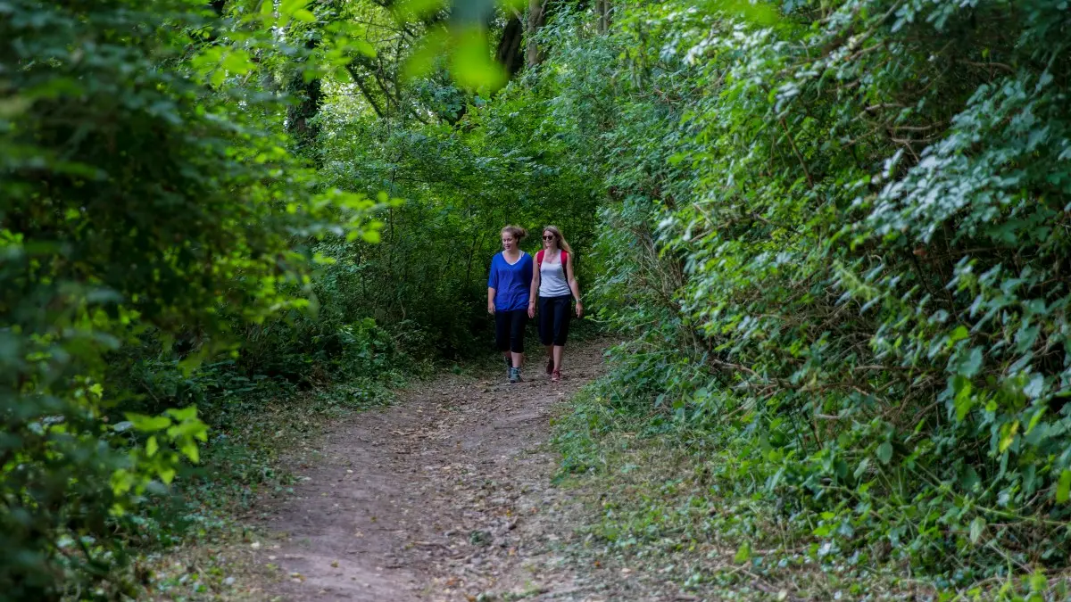 Randonnée en forêt