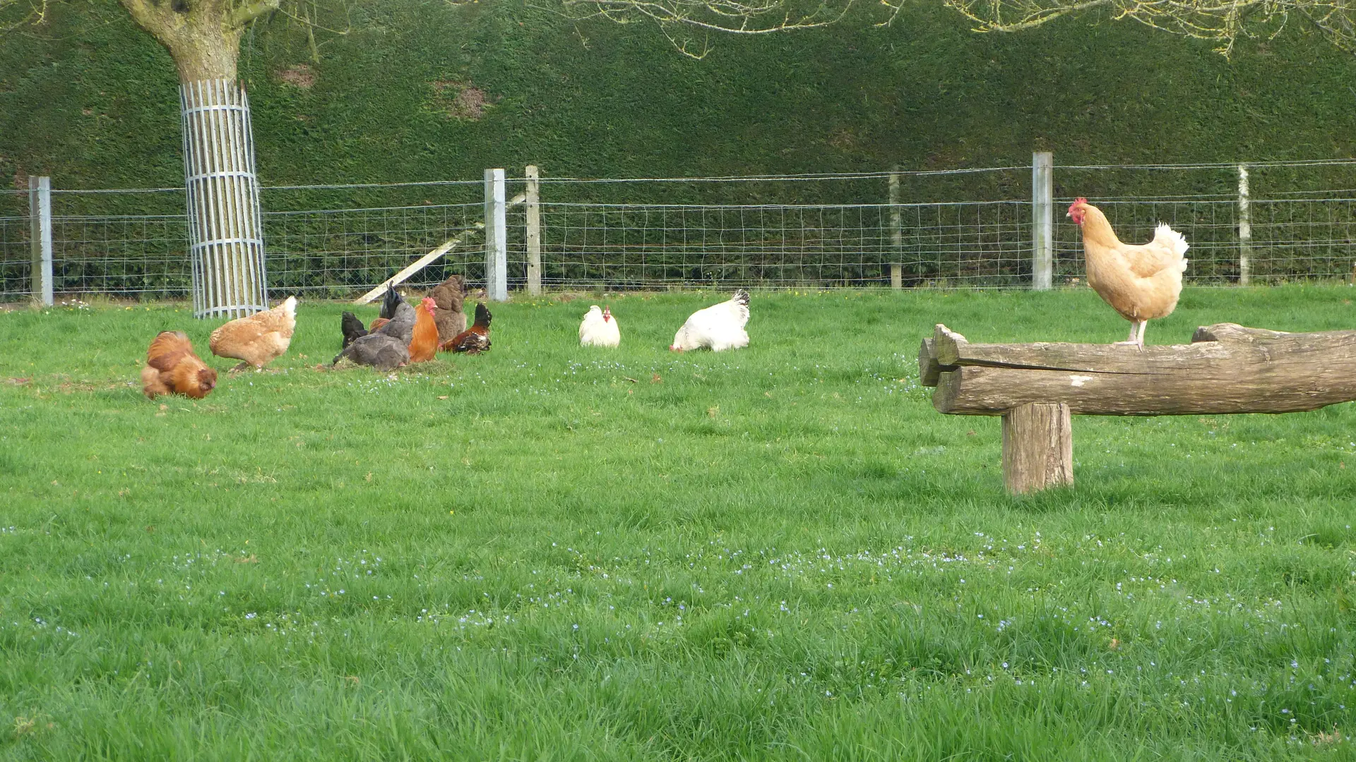 Les poules