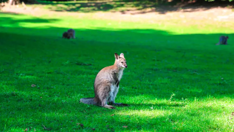 Parc de Clères