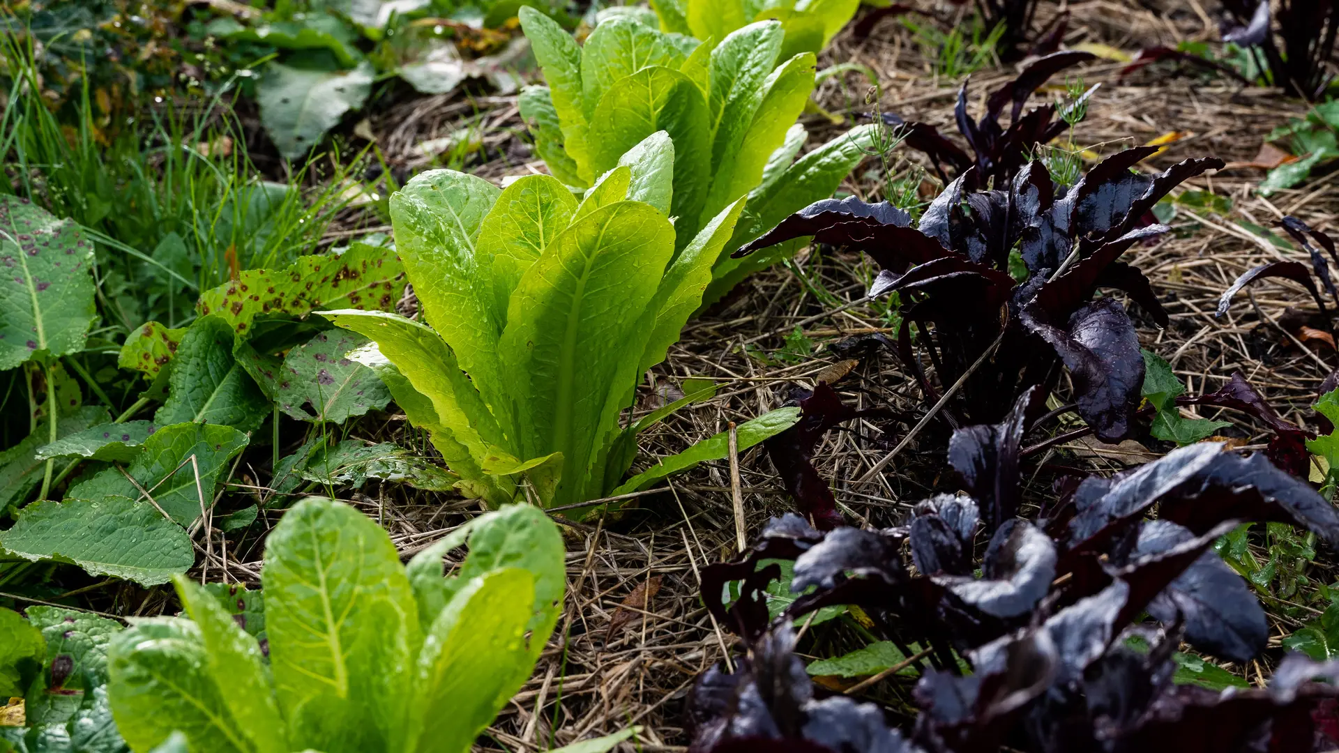 permaculture dieppe