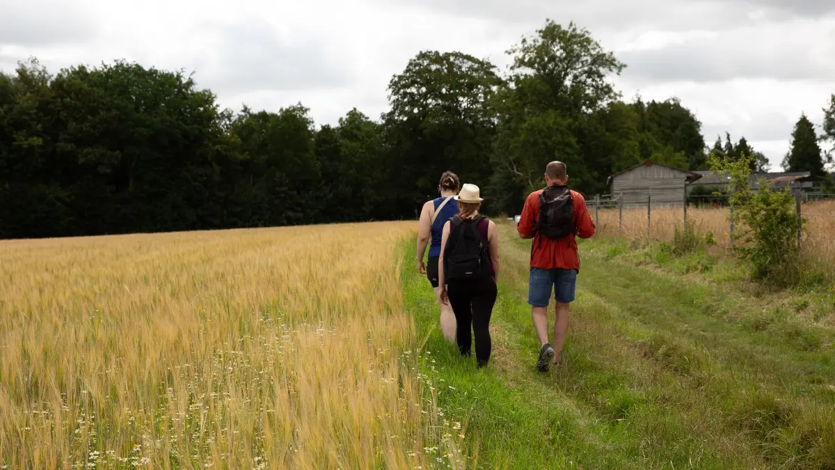 Randonnée à travers champs dans le pays de Caux