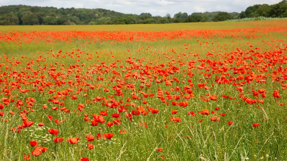 Champs de coquelicot dans le pays de Caux