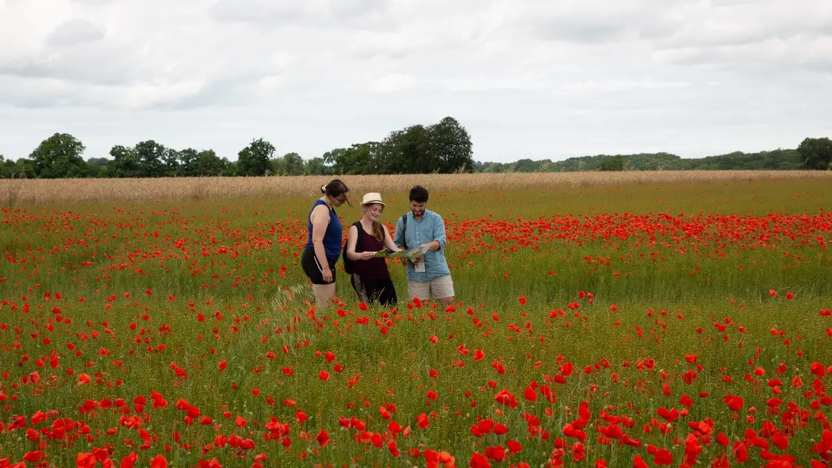 Parmi les champs de coquelicots