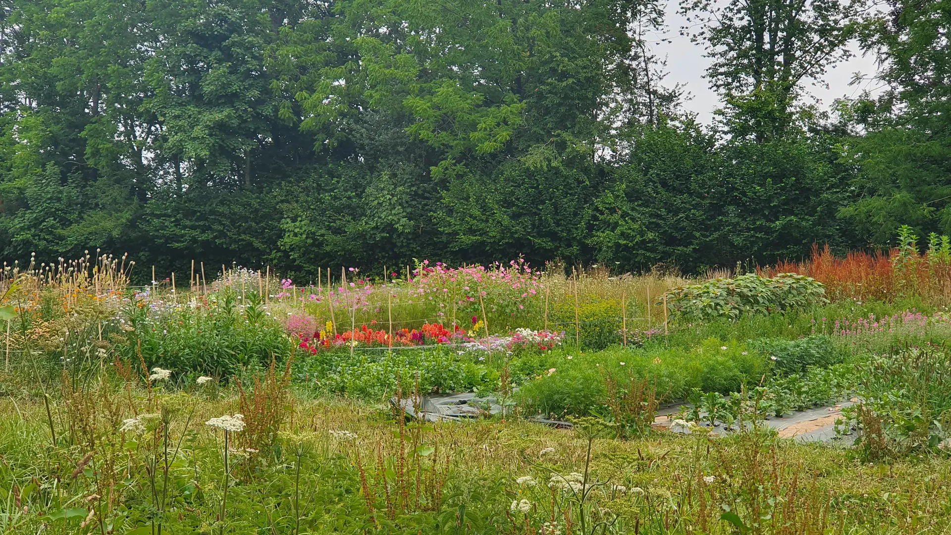 Champs de fleurs