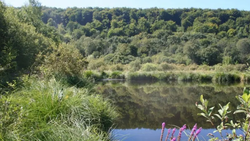 Tourbière d'Heurteauville