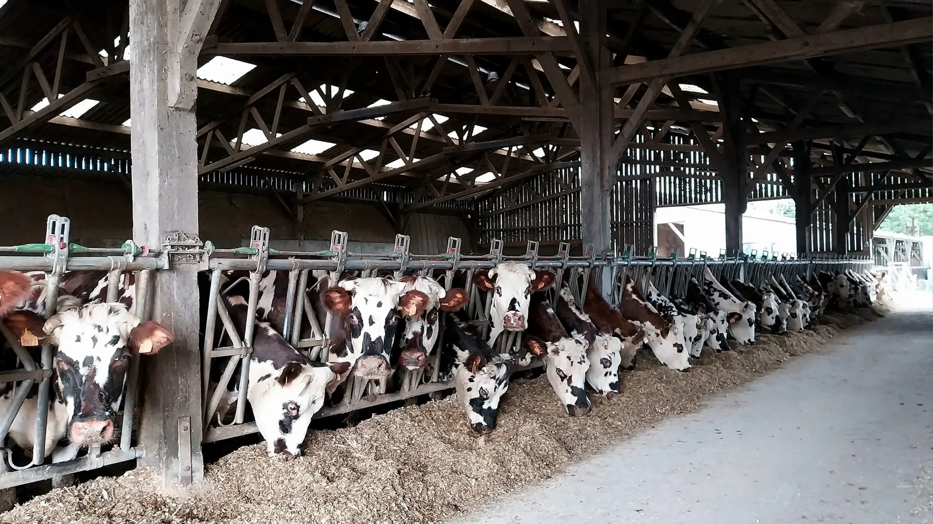 Vaches normandes SCEA Sortambosc 1