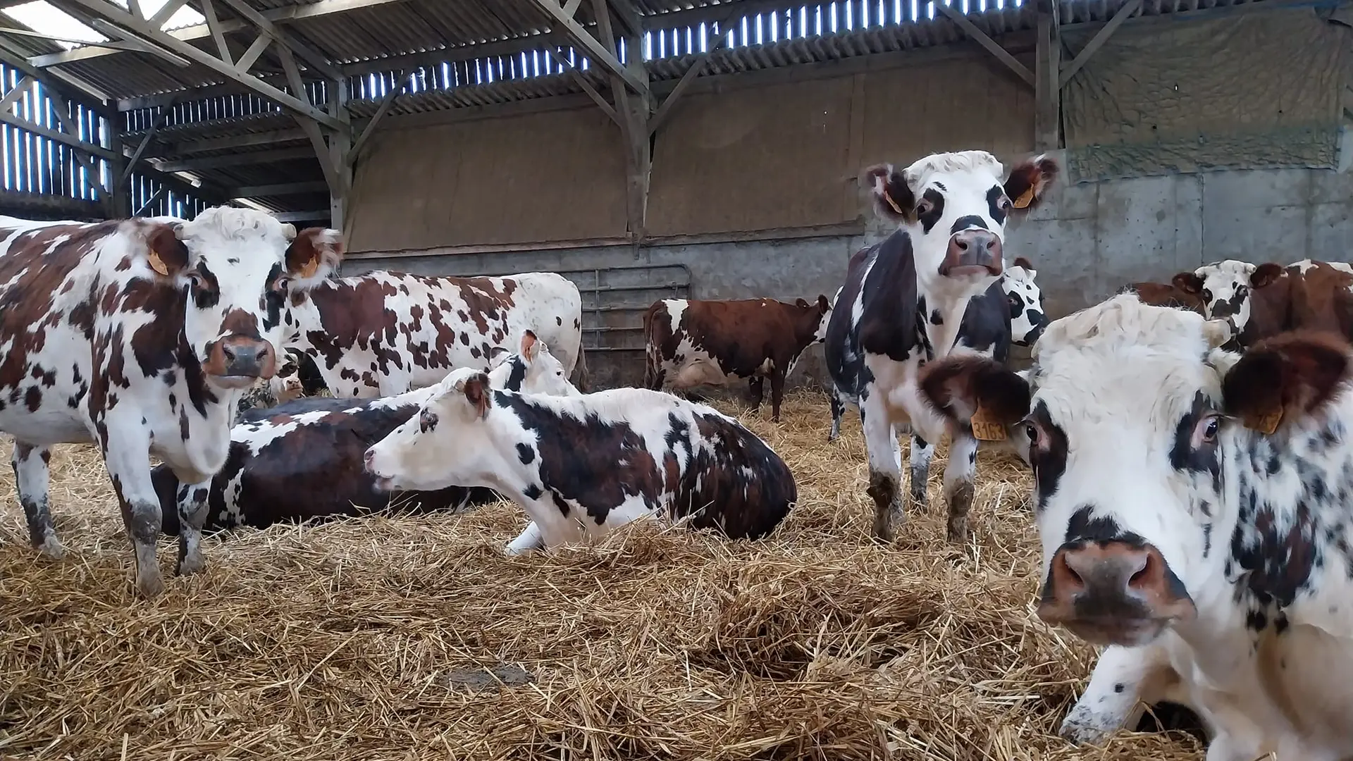 Vaches normandes SCEA Sortambosc