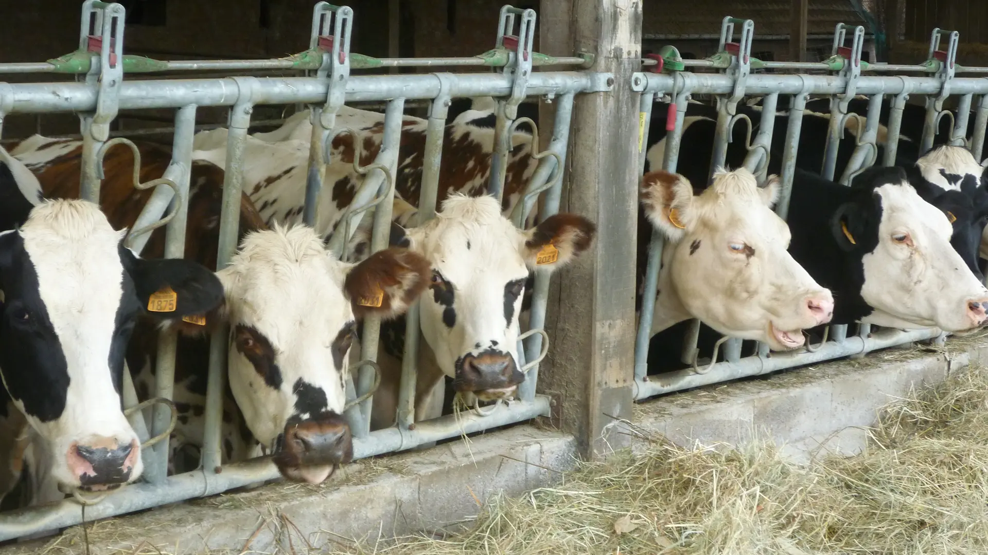 Visite ferme du petit fumechon