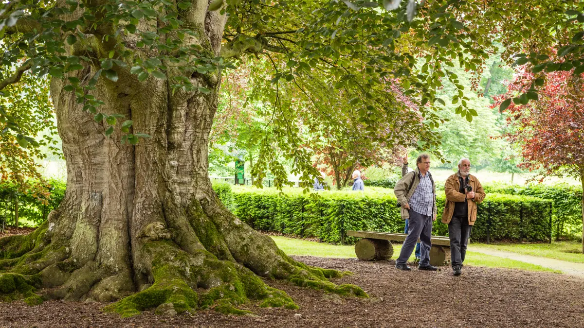 arbres-remarquable-abbaye-du-valasse-©Aurelien-Leloup