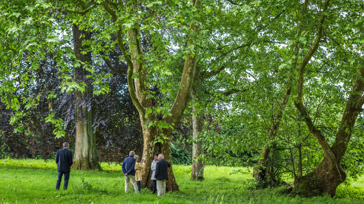 arbres-remarquables-parc-abbaye-du-valasse-©aurelien-leloup