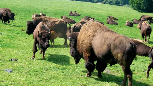 bisons