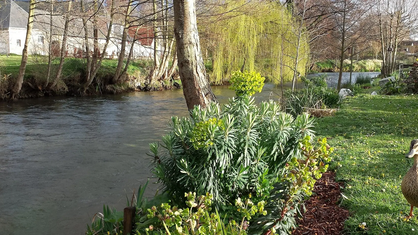 Criel-sur-Mer_La-Riv-Yeres_Cane_Riviere@M-DHIERRE_2020