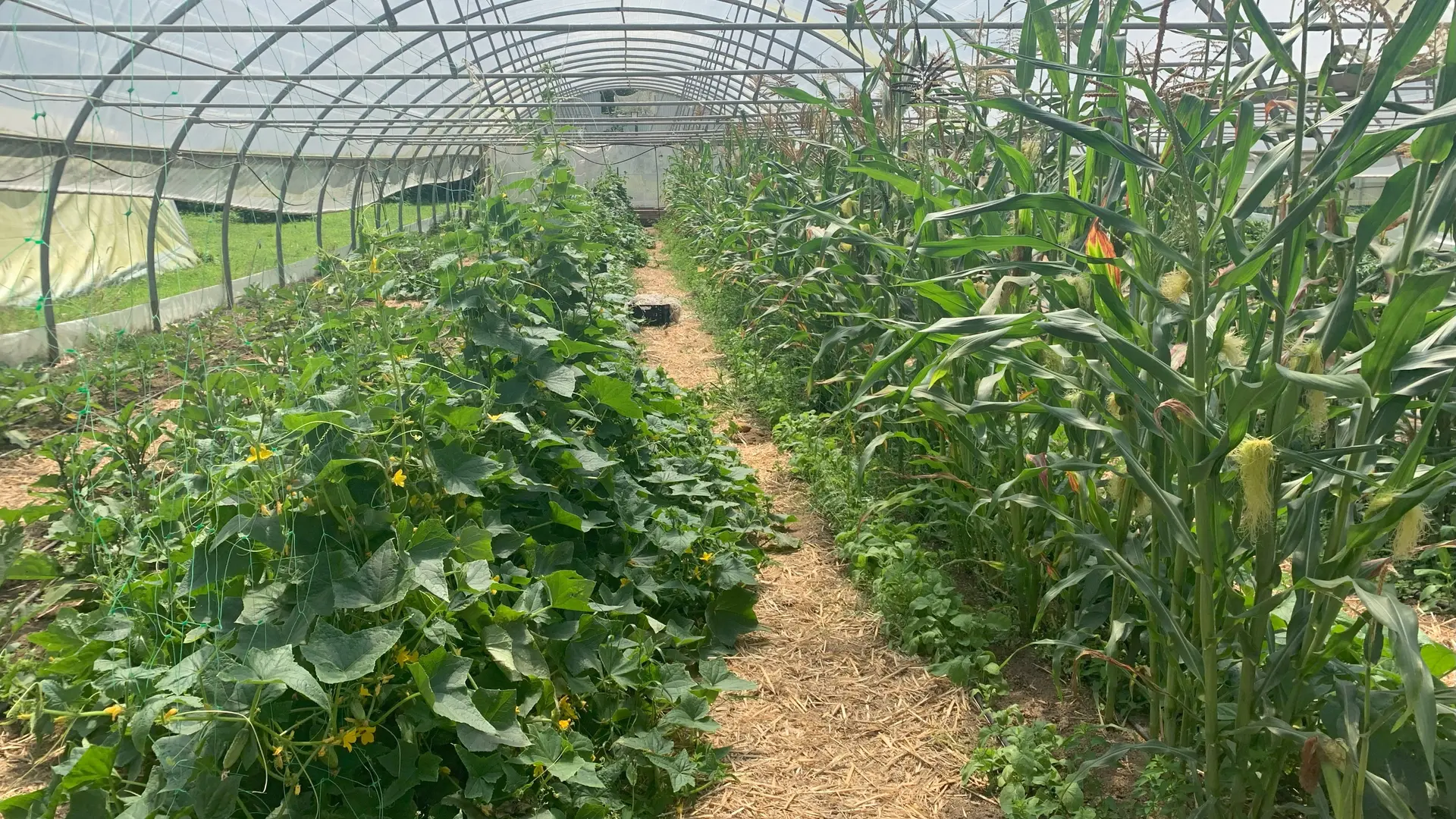 chantier-insertion-maraichage-jardins-du-petit-moulin