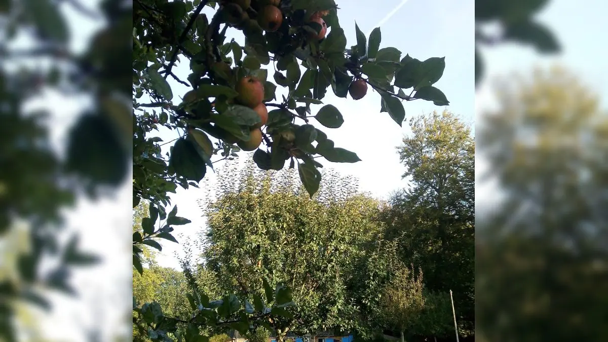 cidre-nature-richard-fouque-bennetot-terres-de-caux-verger
