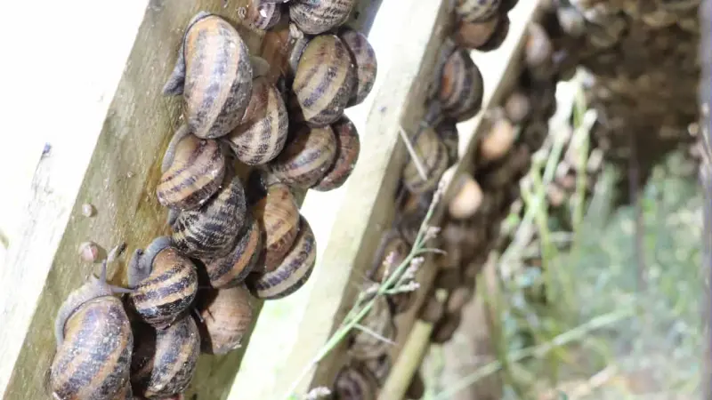 escargots-st-wandrille-2025-mme-dijon