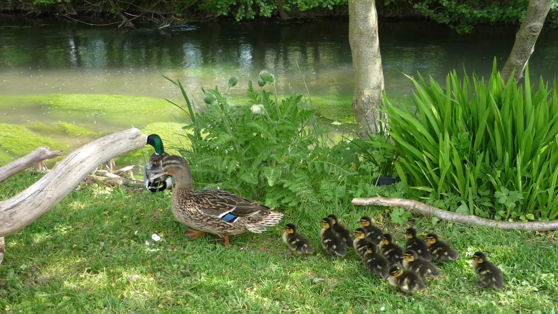 Criel-sur-Mer_La-Riv-Yeres_Canards@M-DHIERRE_2020