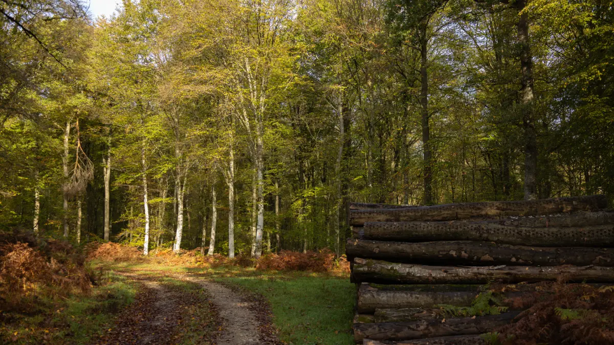 foret-de-brotonne-4©EricSanson