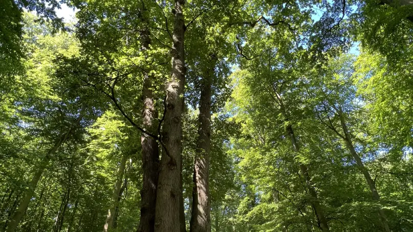 foret-de-brotonne-chene-cuve-vertical