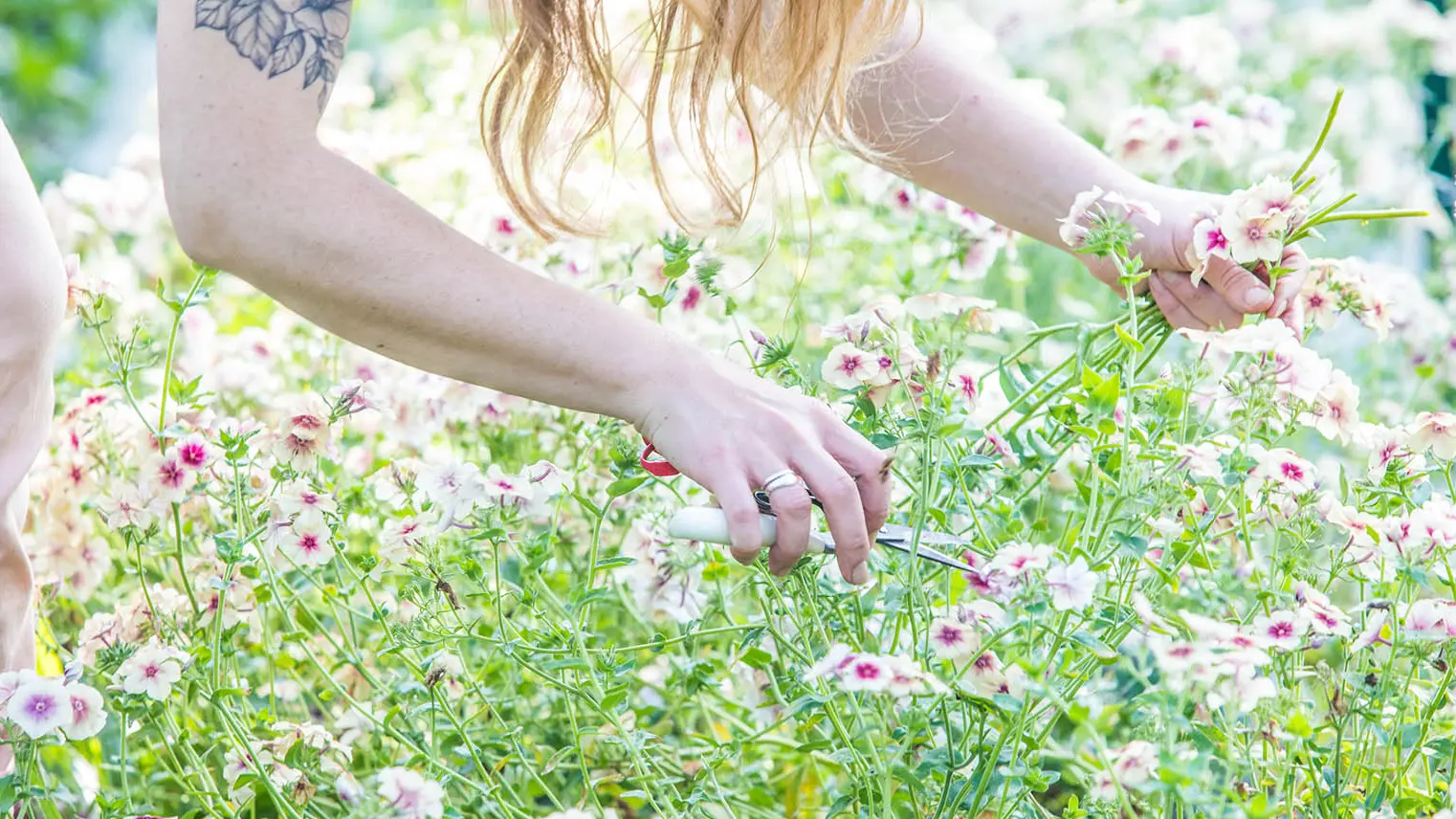 Des fleurs locales