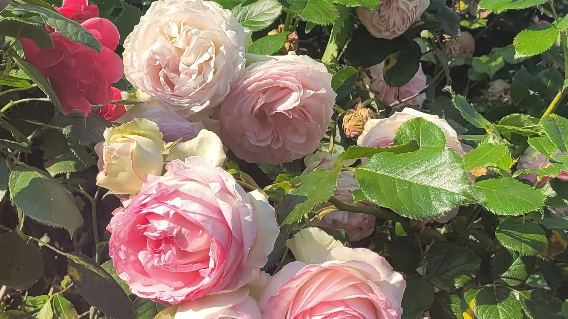 fleurs 1
