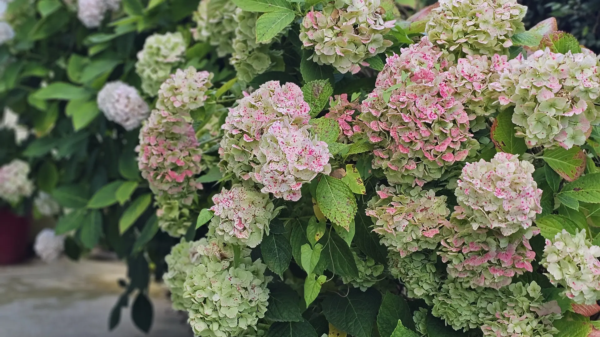 Fleurs