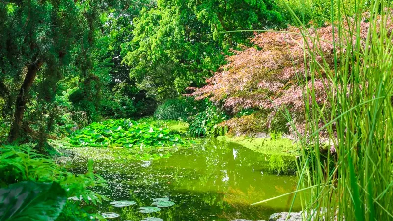 Jardin de Valérianes - Buchy - 2020
