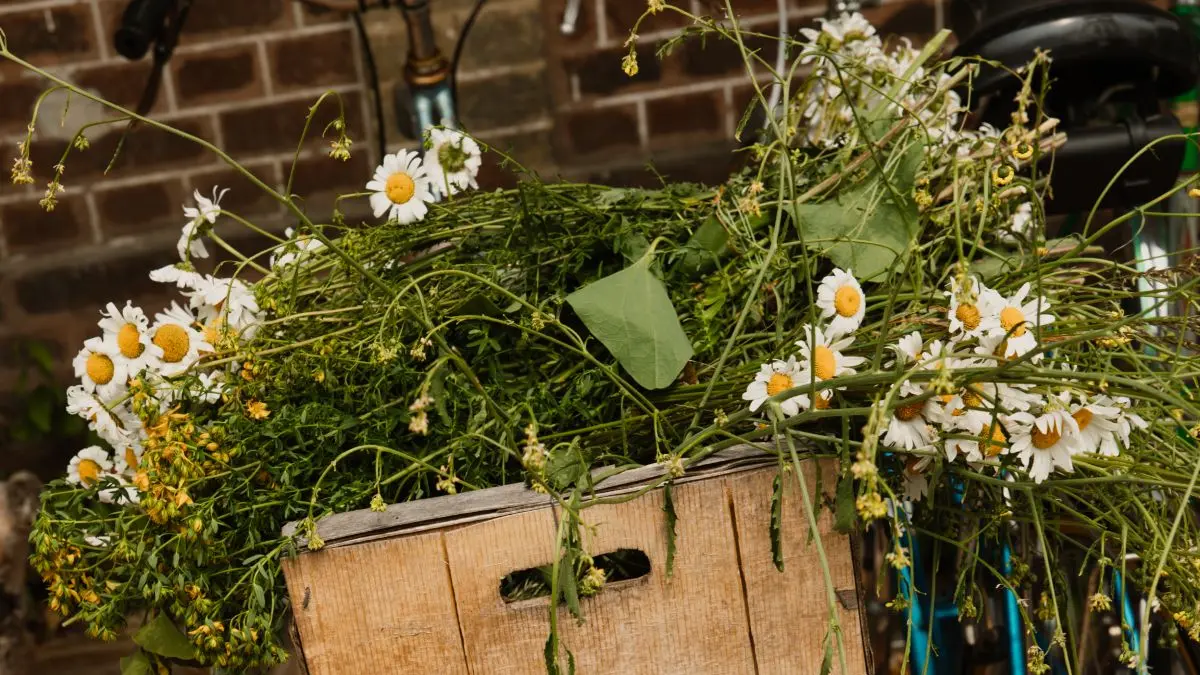 la-maison-plume-chambre-d-hotes-villequier-NolwennPernin (2)