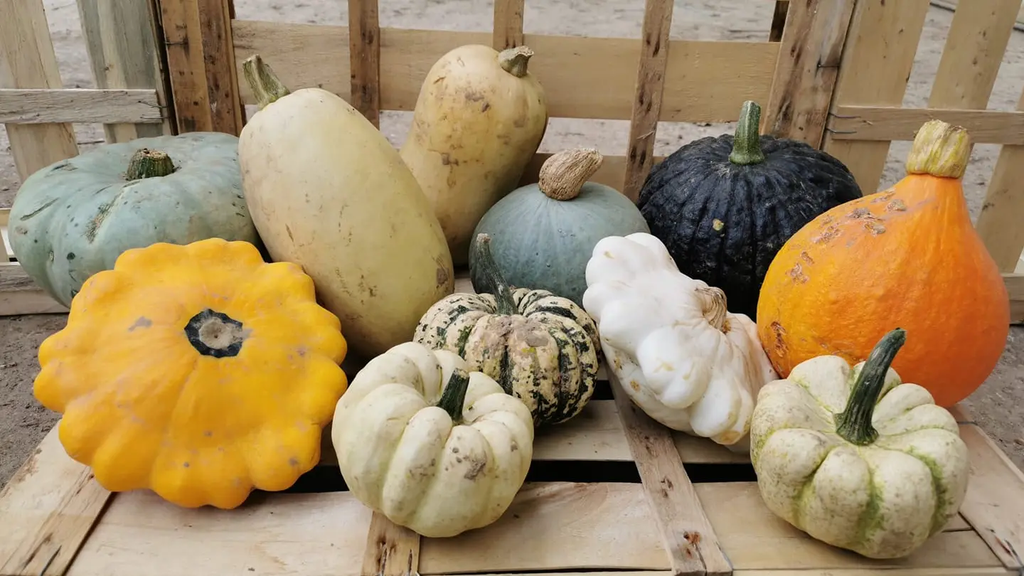 les courges à l'automne