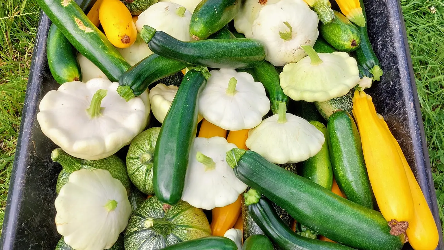 les courgettes en veux-tu en voila