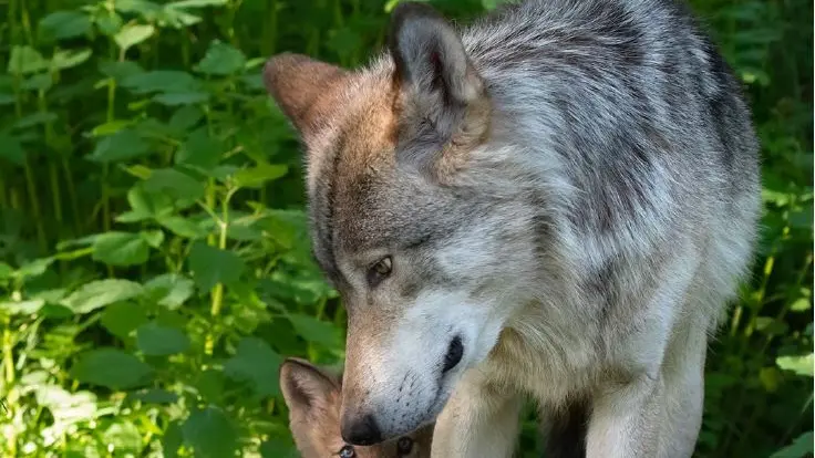 Parc Canadien - Muchedent