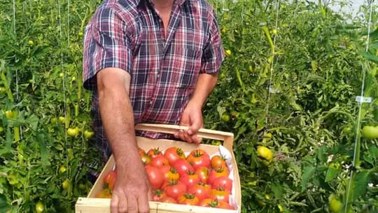 récolte de tomates