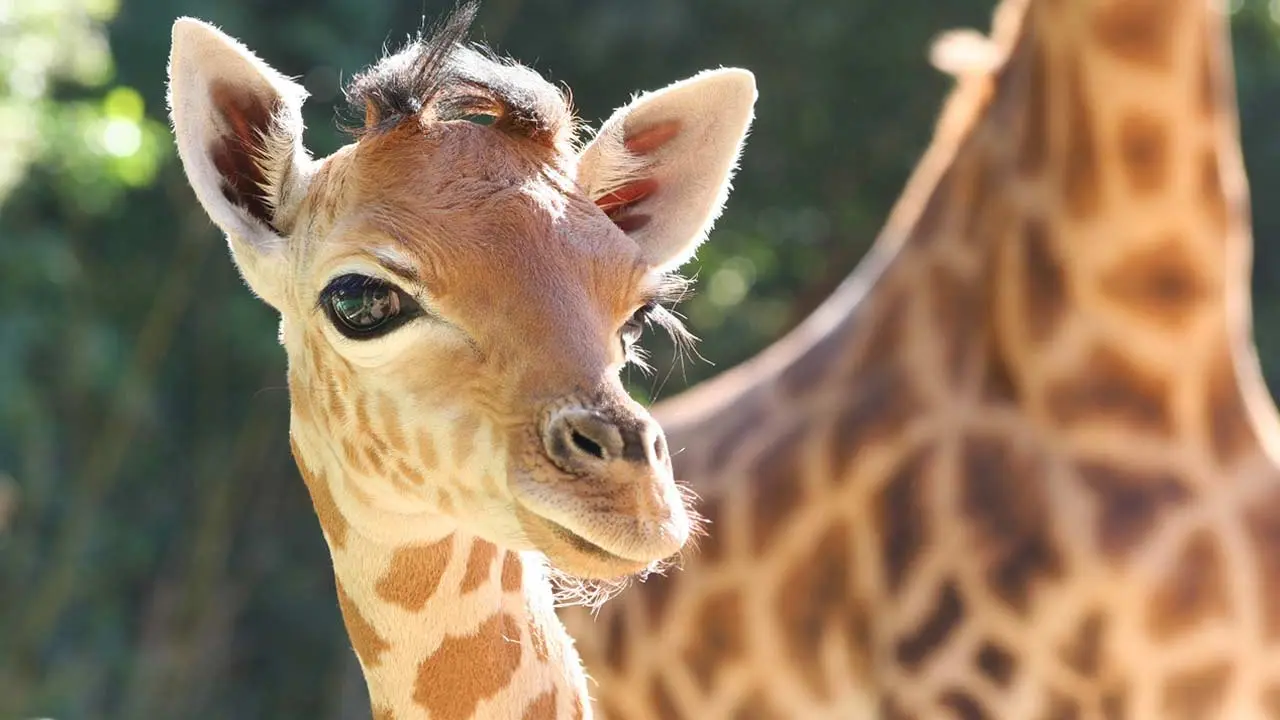 4-ZoodesSables-copyright-S.Silhol