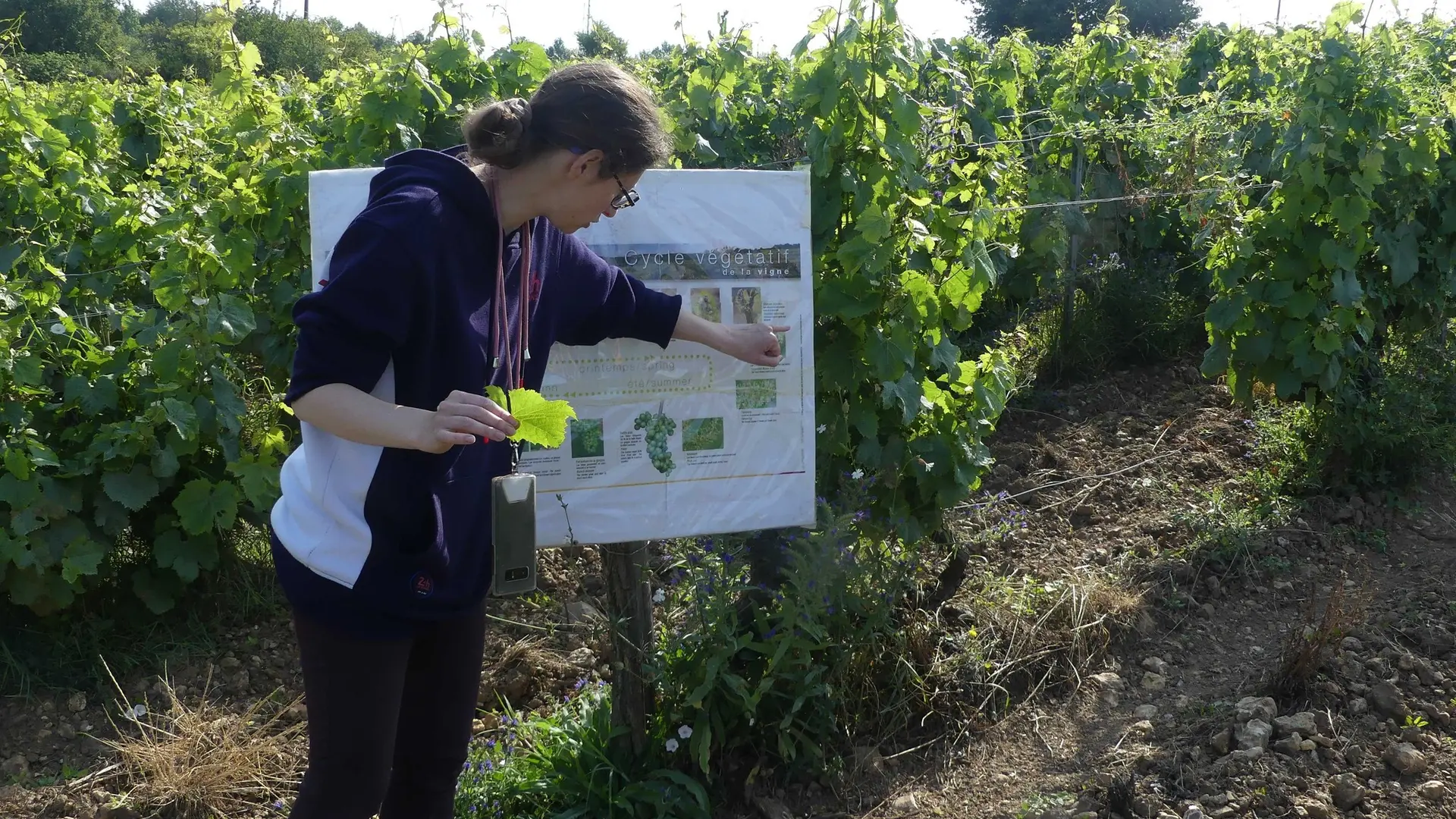 Matinée dans les vignes