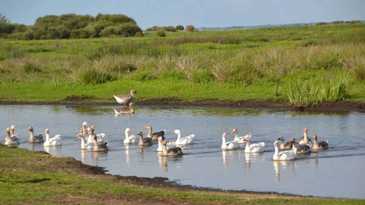 201268 - les oies en Briere