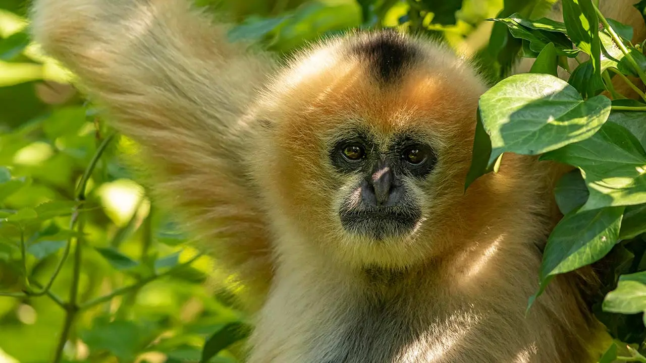 5-ZoodesSables-copyright-P.Chabot