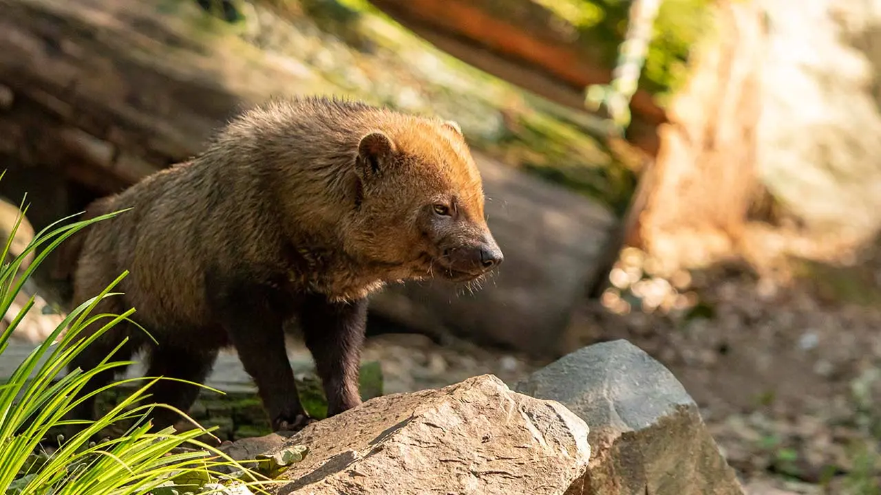 7-ZoodesSables-copyright-P.Chabot
