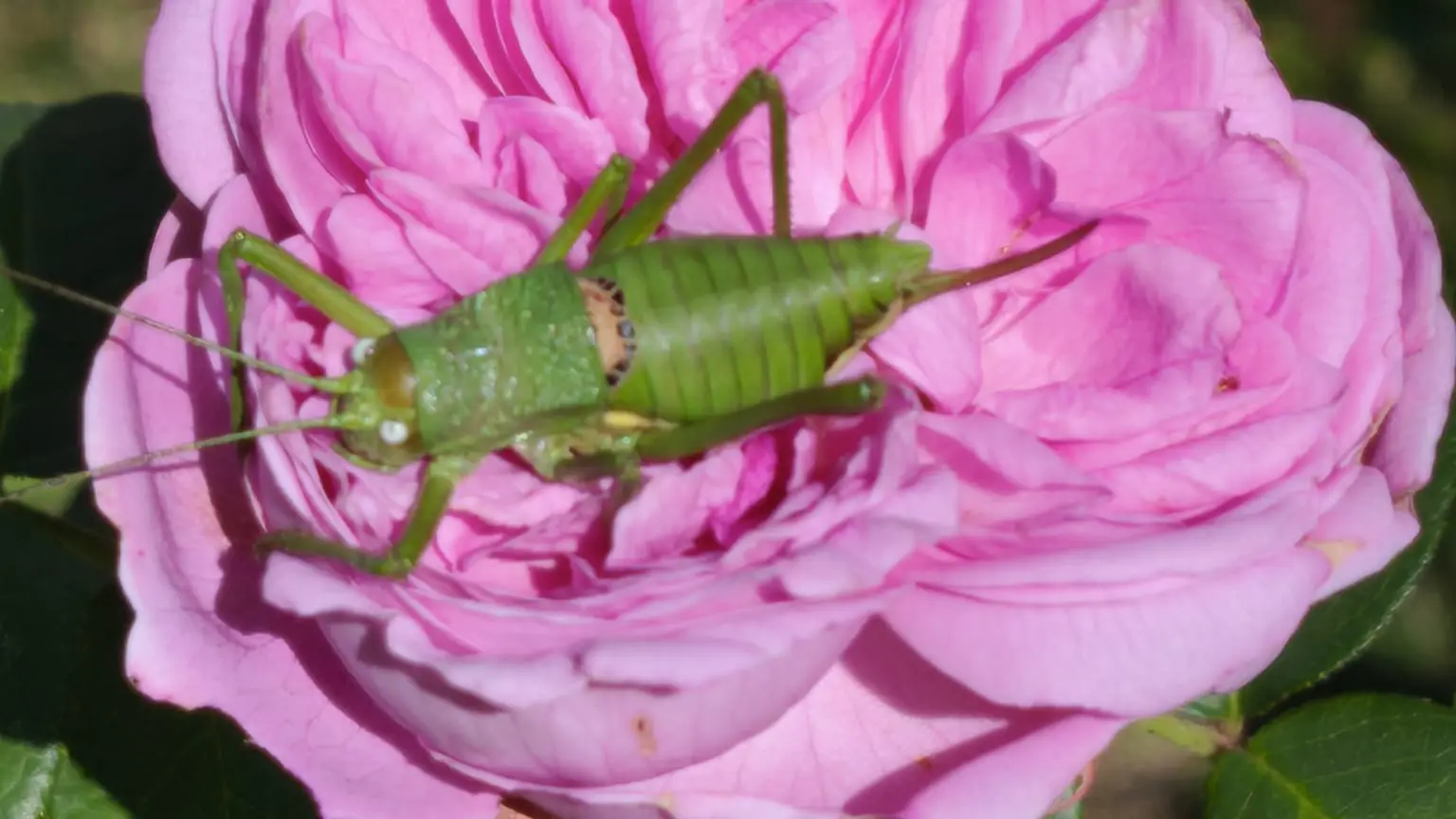 Rose du jardin et son criquet