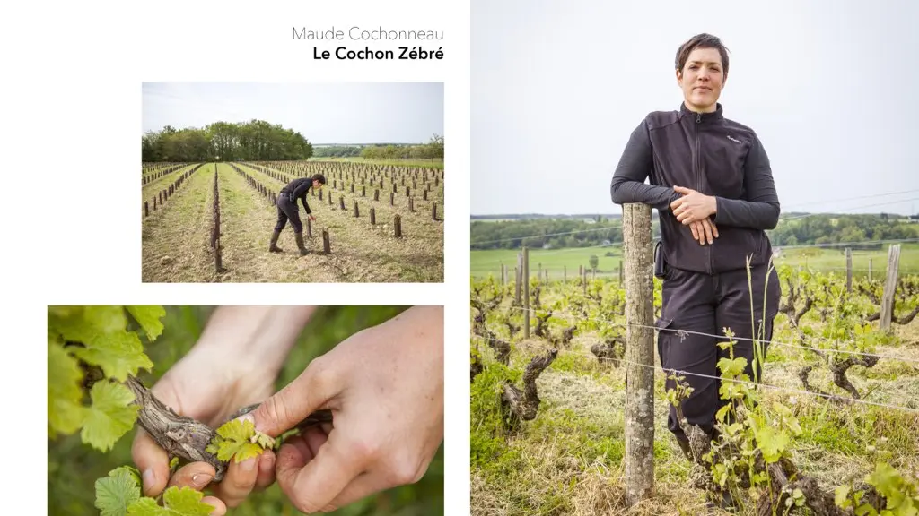 La ferme viticole du cochon zébré_Marçon