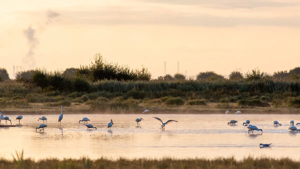 79828 - La Brière et ses oiseaux