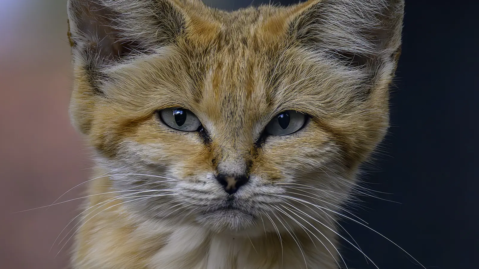 chat des sables