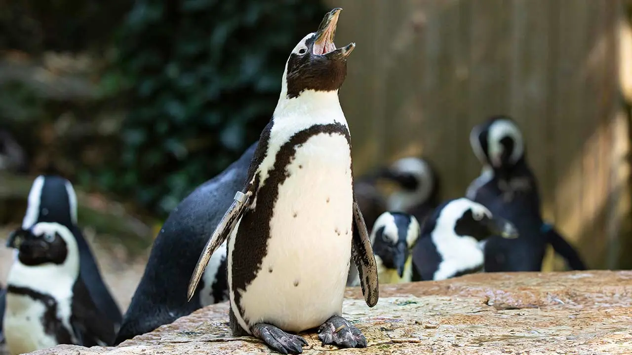 2-ZoodesSables-copyright-P.Chabot