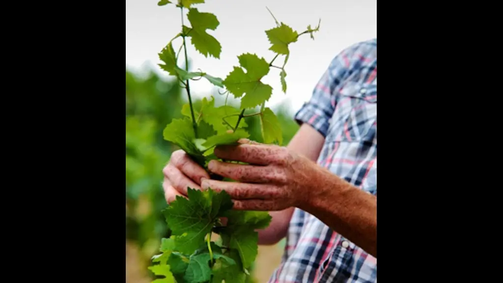 poirondabin-chateauthebaud-44-DEG.photo m