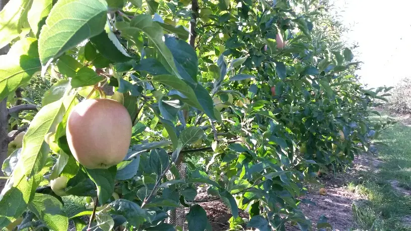Vergers Davoine_Yvré le Pôlin