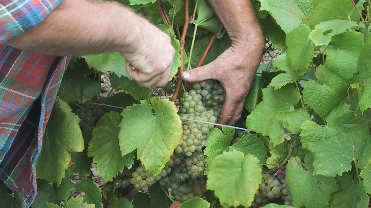 2016-cave-domaine-de-la-grange-mouzillon-44-levignobledenantes-tourisme-DEG (12)