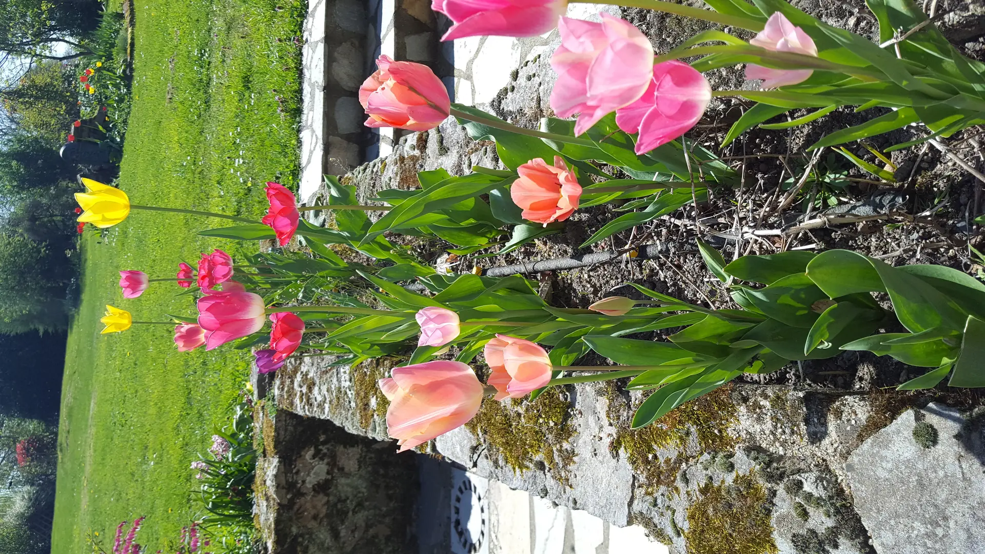 Tulipes