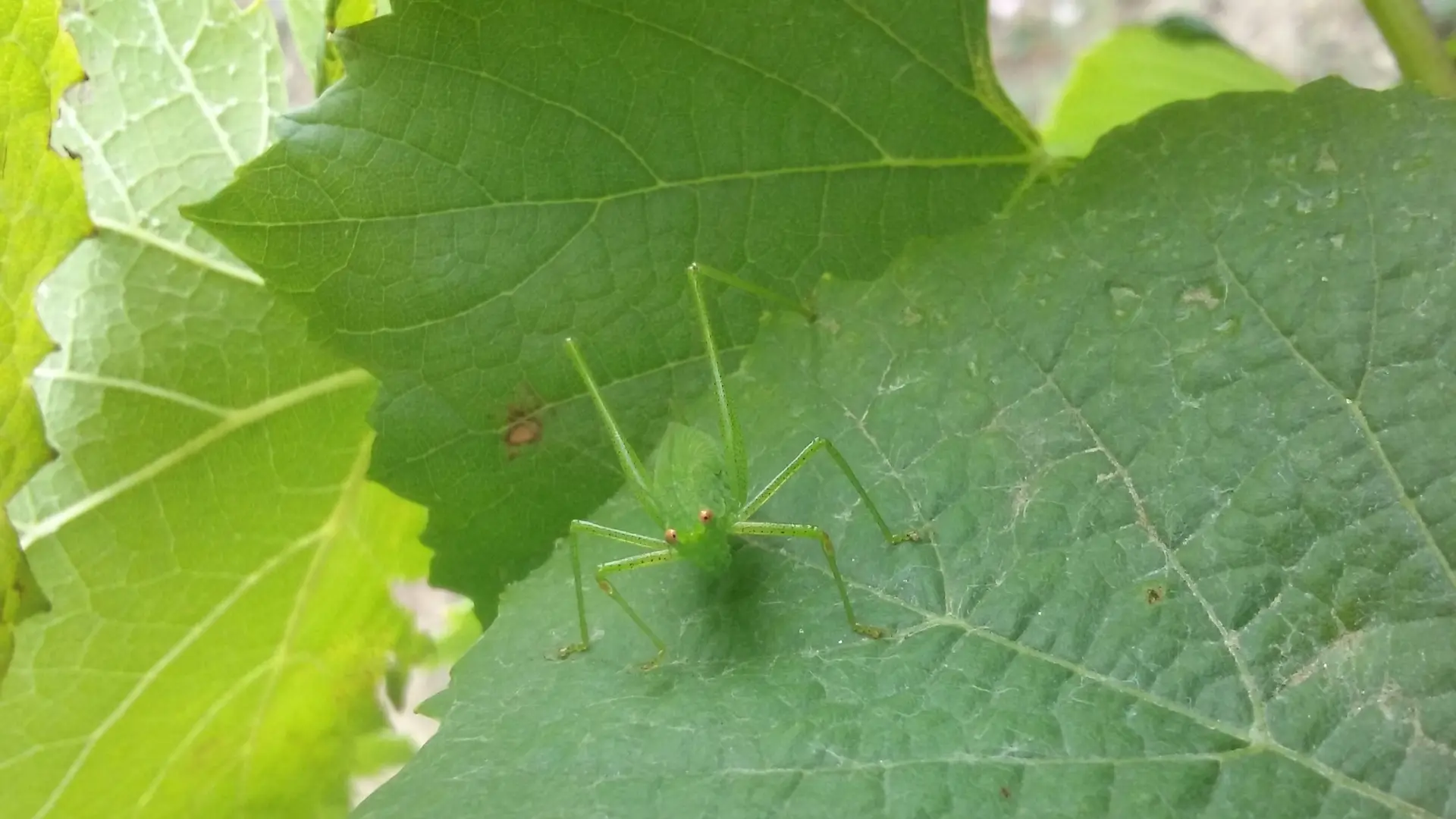 2018-domaineJL-VIAUD-biodiversité-44-levignoblenantes-tourisme